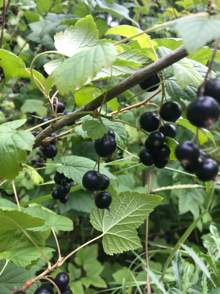 Schwarze Johannisbeere: Anwendung & Geschmack