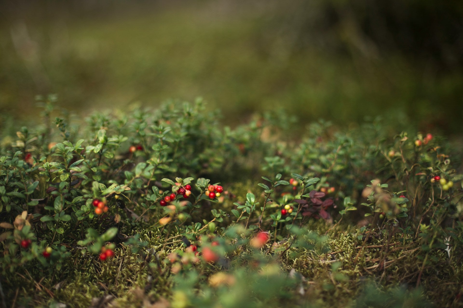 Wald mit Preiselbeeren auf dem Boden