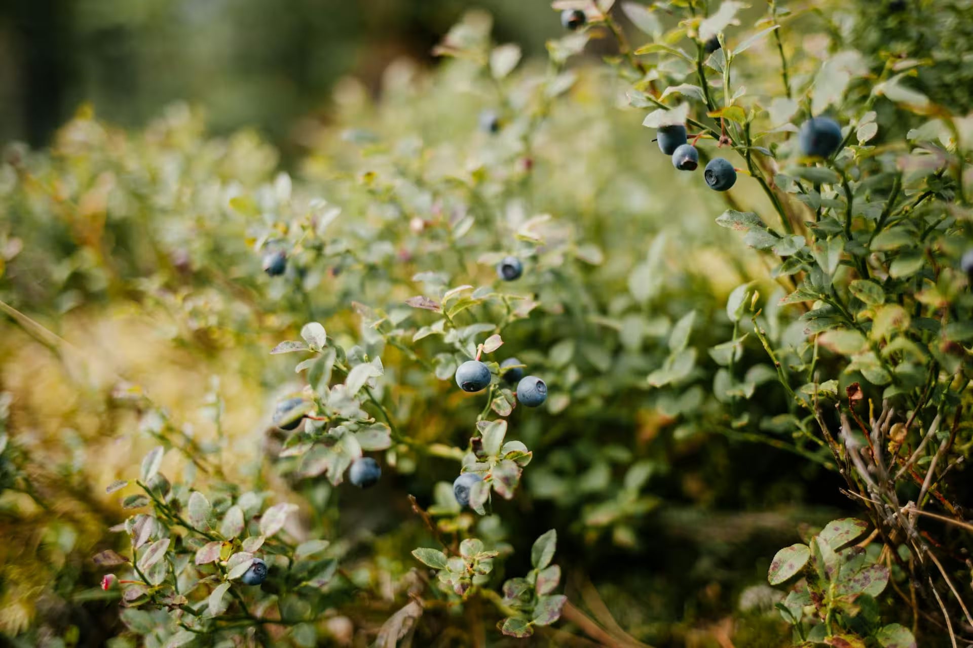 Ein Foto eines Waldes mit finnischen Heidelbeeren.