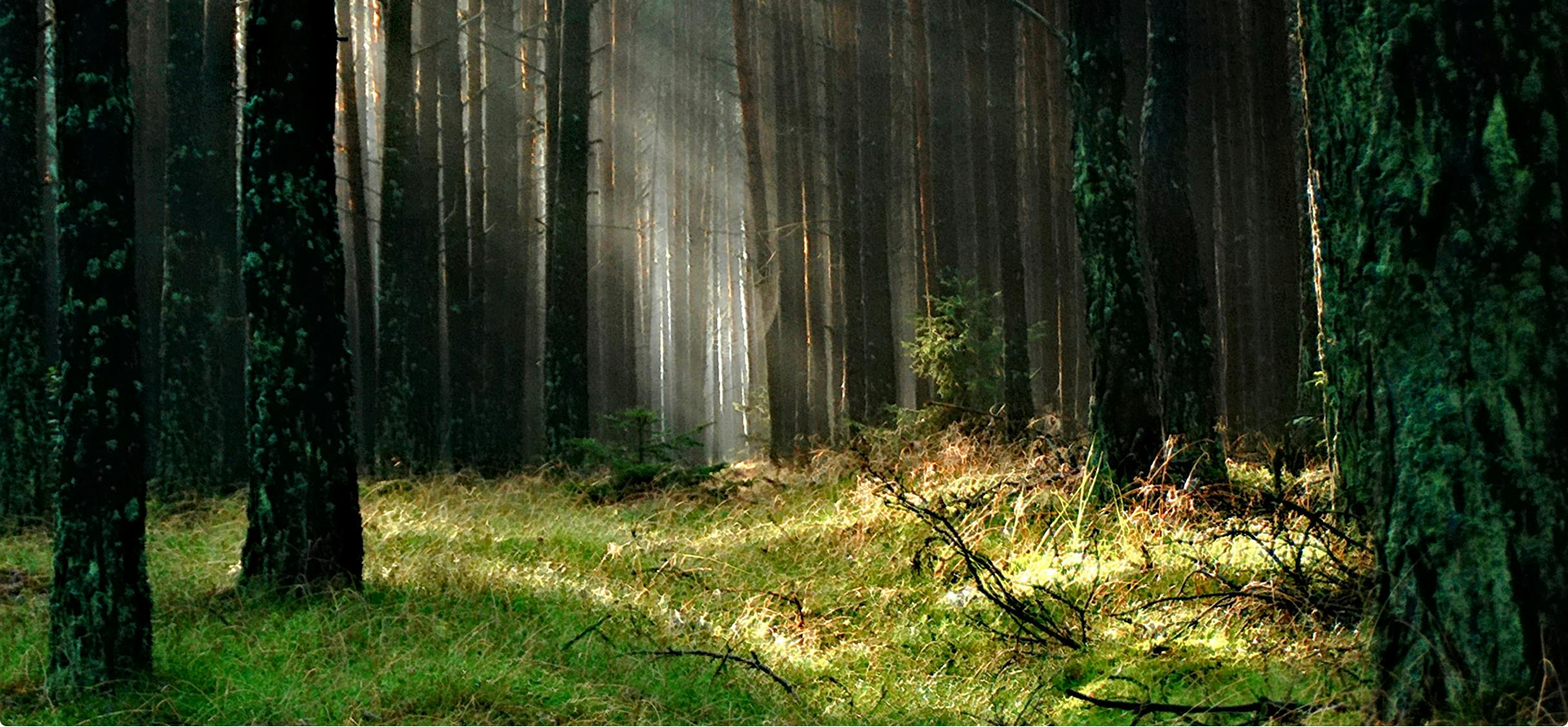 Sonnenlicht im Wald zwischen Bäumen