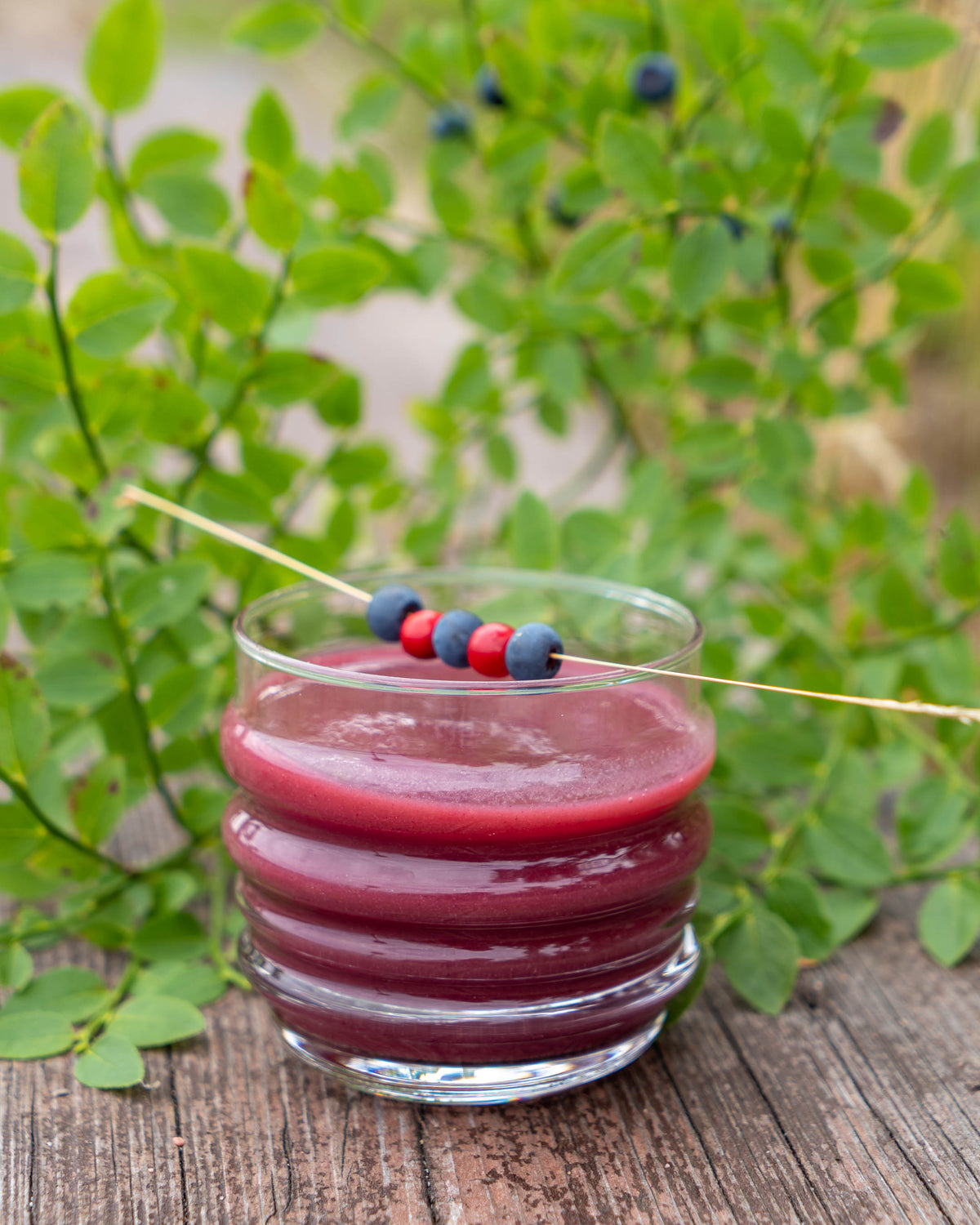 Beeren-Smoothie im Glas mit Heidelbeer-Spiess, im Hintergrund wilde Heidelbeersträucher